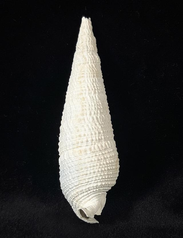 Cerithium (Cerithioclava) dalli OLSSON & PETIT 1964  - Bild © FossNet FossilienStore
